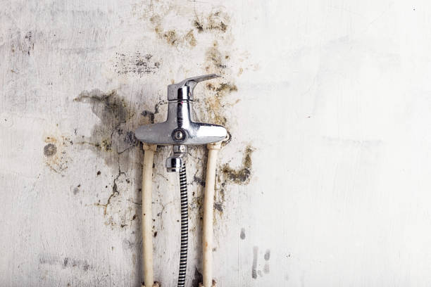 Mold Removal Process in Baudette, MN