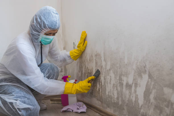 Best Certified Mold Removal  in Baudette, MN