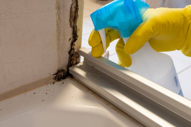 Best Mold Remediation  in Baudette, MN