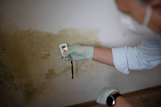 Best Mold Removal Process  in Baudette, MN