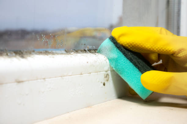 Best Toxic Mold Removal  in Baudette, MN