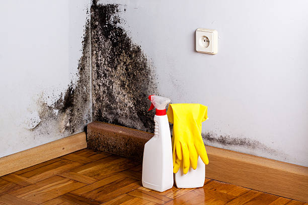 Best Residential Mold Removal  in Baudette, MN