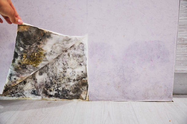 Best Professional Mold Removal  in Baudette, MN